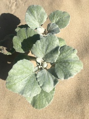 Arctotheca populifolia