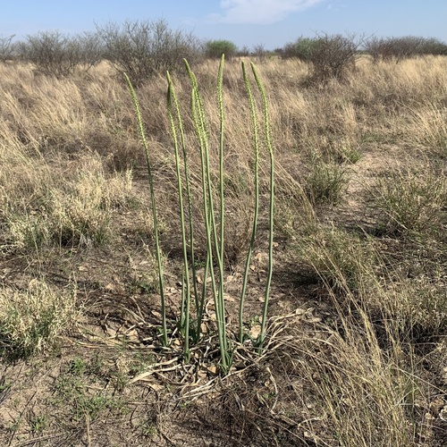 Drimia altissima image