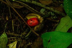 Virola bicuhyba