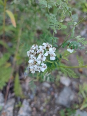 Achillea