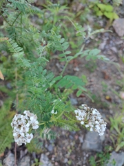 Achillea