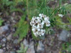 Achillea