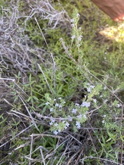 Micromeria ericifolia image