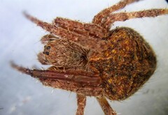 Neoscona alberti