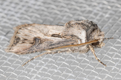 Agrotis venerabilis