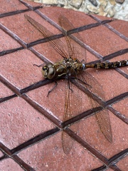 Rhionaeschna marchali