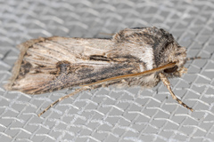 Agrotis venerabilis