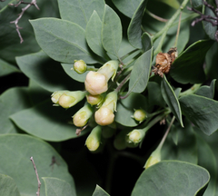 Lycium boerhaviifolium