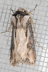 Agrotis venerabilis