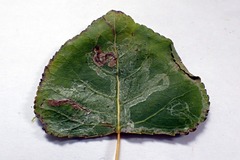 Phyllocnistis unipunctella
