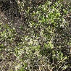 Ehretia rigida