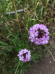 Glandularia laciniata