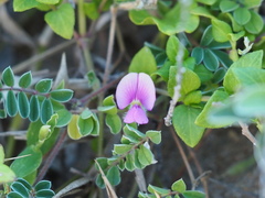 Tephrosia obovata