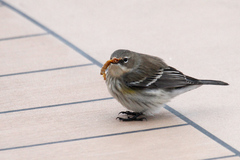 Setophaga coronata coronata
