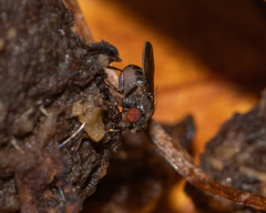 Drosophilidae