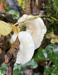 Panellus mitis