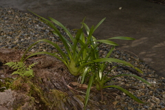 Cymbidium madidum