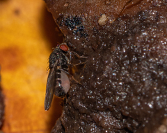 Drosophilidae