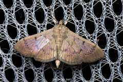 Herpetogramma licarsisalis