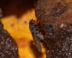Drosophilidae