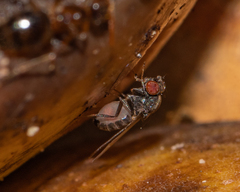 Drosophilidae