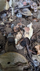Ciboria batschiana