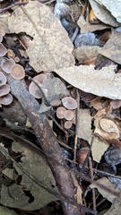Ciboria batschiana
