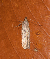 Tortricidae