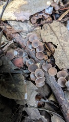 Ciboria batschiana