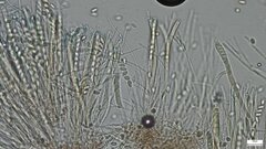 Ciboria batschiana