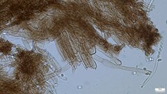 Ciboria batschiana