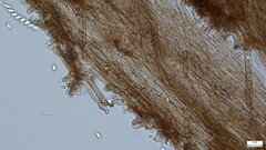 Ciboria batschiana