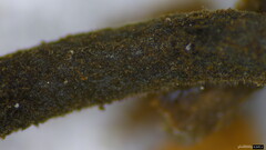 Ciboria batschiana