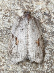 Acleris macdunnoughi