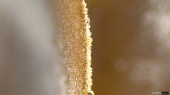 Ciboria batschiana