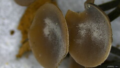 Ciboria batschiana