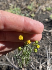 Senecio glaucus image