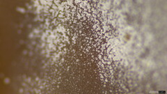 Ciboria batschiana