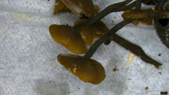 Ciboria batschiana