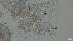 Ciboria batschiana