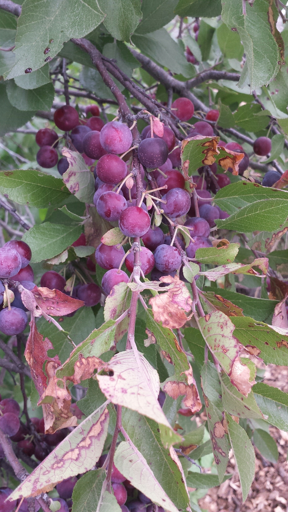 Prunus maritima