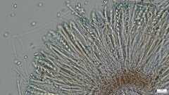 Ciboria batschiana