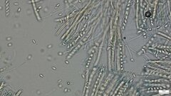 Ciboria batschiana