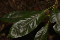 Schizomeria ovata