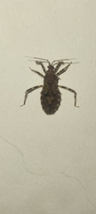 Leptoglossus gonagra