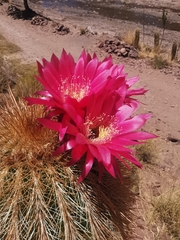 Trichocereus tarijensis