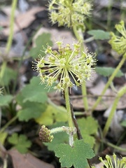 Hydrocotyle laxiflora