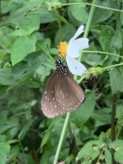 Euploea mulciber barsine