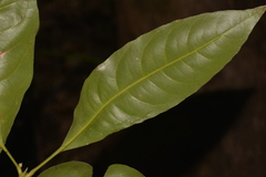 Schizomeria ovata