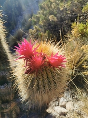 Trichocereus tarijensis